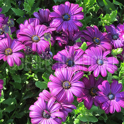 image de Osteospermum Summertime Sweet Cardinal