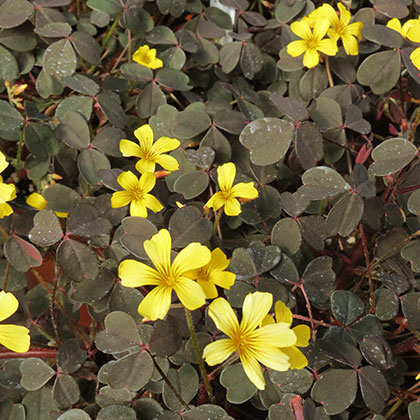 image de Oxalis Burgundy Bliss