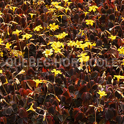 image de Oxalis vulcanicola Zinfandel™