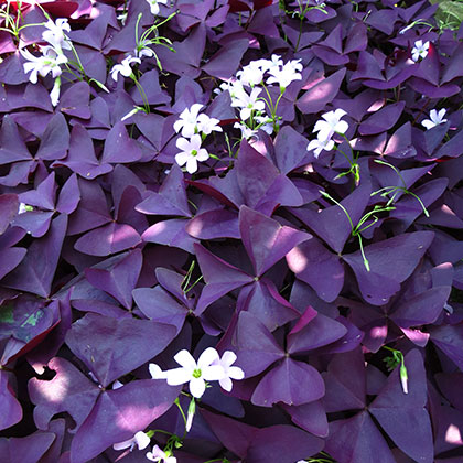 image de Oxalis sp. 