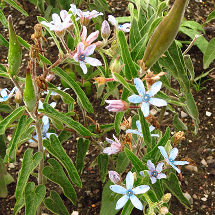 image de Oxypetalum caeruleum Heaven Born