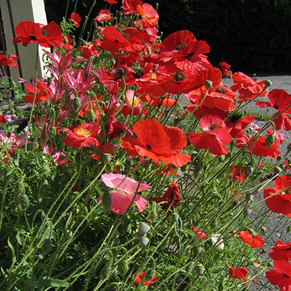 image de Papaver rhoeas 