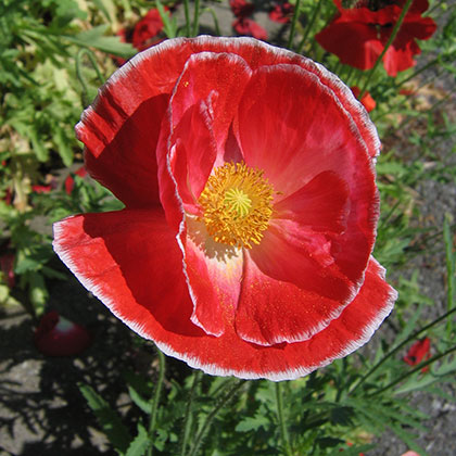 image de Papaver rhoeas 