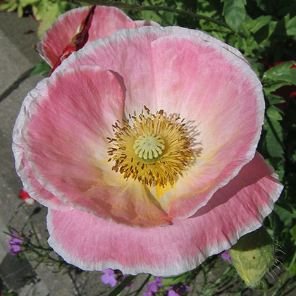 image de Papaver rhoeas 