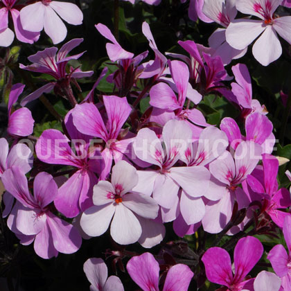 image de Pelargonium Caldera™ Lavender Glow