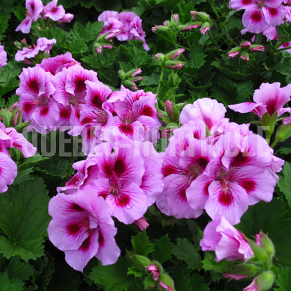 image de Pelargonium Cynthia