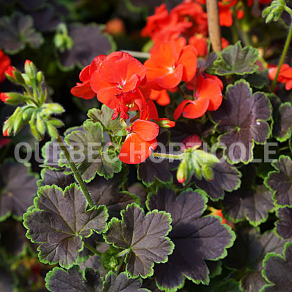 image de Pelargonium Tall Dark & Handsome® Blood Orange