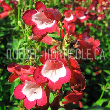 image de Penstemon Phoenix Red