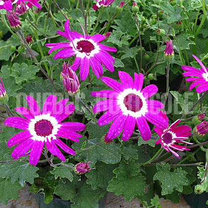 image de Pericallis Spring Touch™ Bicolor