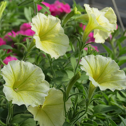 image de Petunia Baby Duck Yellow