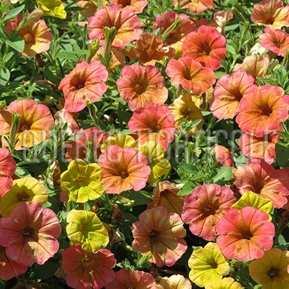 image de Petunia Cascadias™ Indian Summer