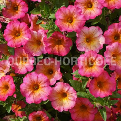 image de Petunia Crazytunia® Mayan Sunset