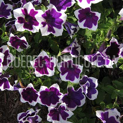 image de Petunia Rhythm & Blues