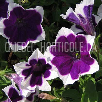 image de Petunia Rhythm & Blues