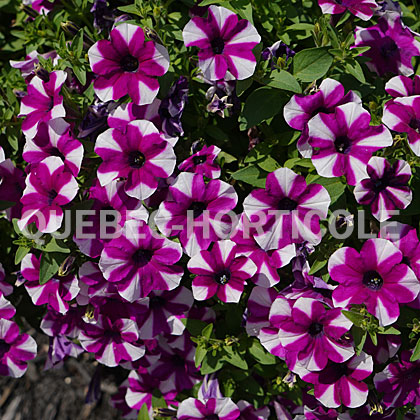 image de Petunia Shortcake™ Blueberry