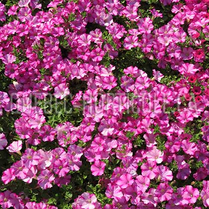 image de Petunia Supertunia® Raspberry Blast™