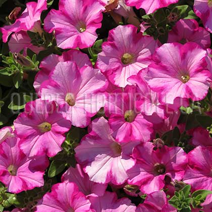 image de Petunia Supertunia® Raspberry Blast™