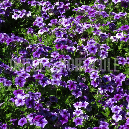 image de Phlox drummondii Intensia® Blueberry