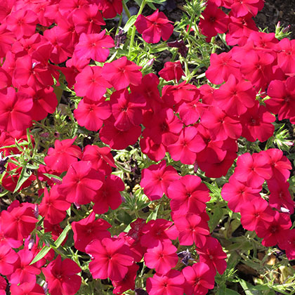 image de Phlox Phloxy Lady Cherry Red