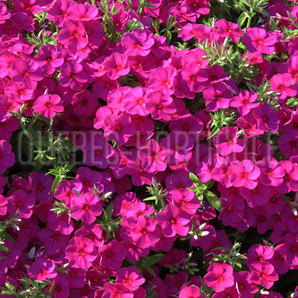 image de Phlox Phloxy Lady Purple