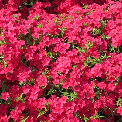 image de Phlox Phloxy Lady Strawberry