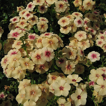 image de Phlox drummondii Cherry Caramel