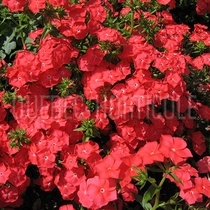 image de Phlox drummondii Pomegranate