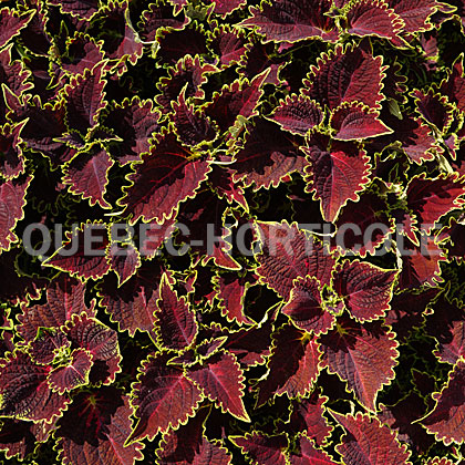 image de Plectranthus Colorblaze® Wicked Witch™