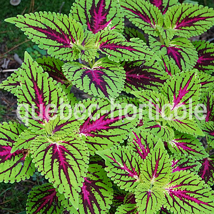 image de Plectranthus scutellarioides Dragon Heart