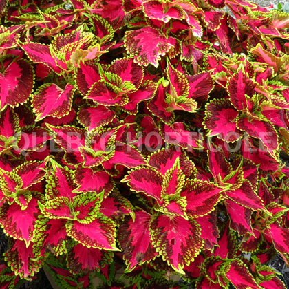 image de Plectranthus Main Street Ocean Drive