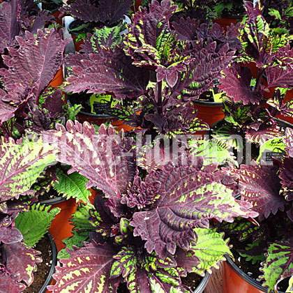 image de Plectranthus Under the Sea™ Fish Net