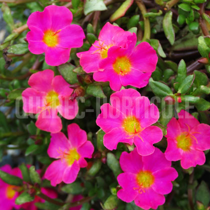 image de Portulaca umbraticola Mojave® Fuchsia