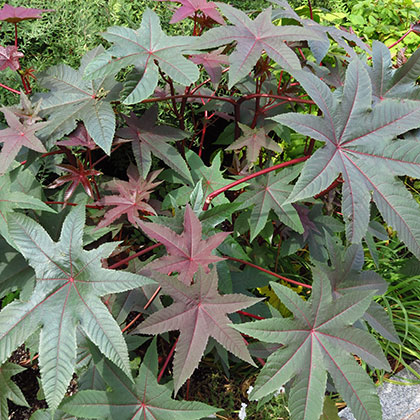 image de Ricinus communis cv. 