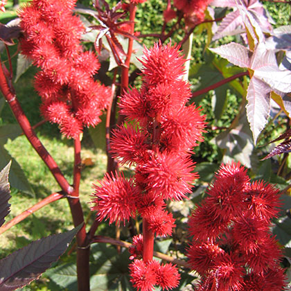 image de Ricinus communis cv. 