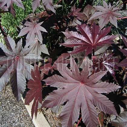 image de Ricinus New Zealand Kiwi