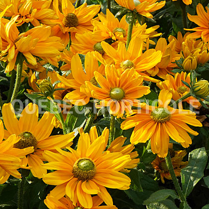 image de Rudbeckia hirta Amarillo Gold