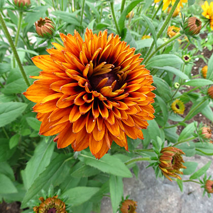 image de Rudbeckia hirta Cherokee Sunset