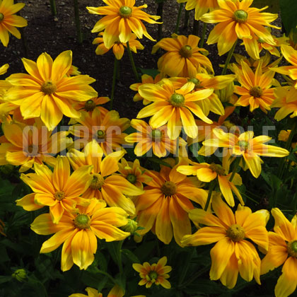 image de Rudbeckia hirta Irish Spring