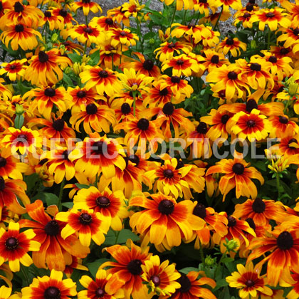 image de Rudbeckia hirta Rising Sun® Chestnut Gold