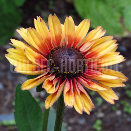 image de Rudbeckia hirta Sahara