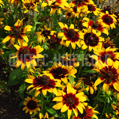 image de Rudbeckia hirta Solar Eclipse