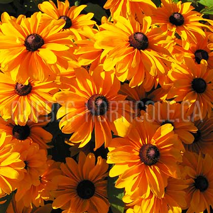 image de Rudbeckia hirta Tiger Eye™ Gold