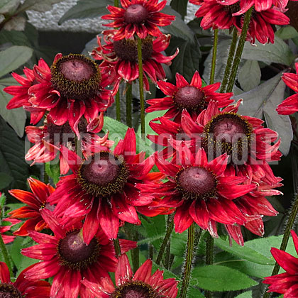 image de Rudbeckia hirta Cherry Brandy