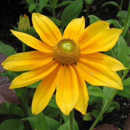 image de Rudbeckia hirta Irish Spring