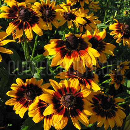 image de Rudbeckia hirta Solar Eclipse