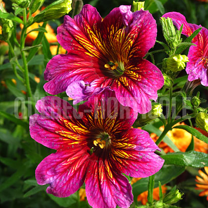 image de Salpiglossis série Royale