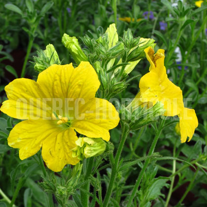 image de Salpiglossis série Royale