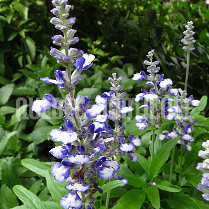 image de Salvia farinacea Cathedral Shining Sea