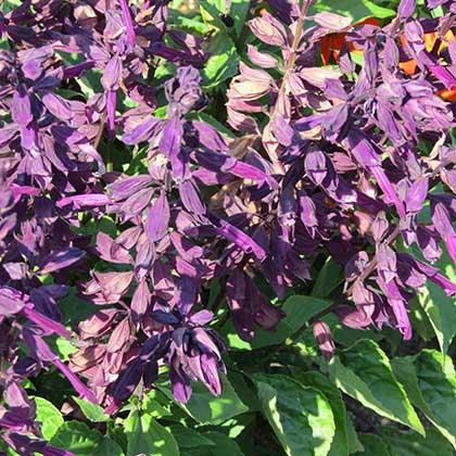 image de Salvia splendens Lighthouse Purple