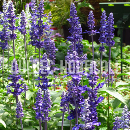 image de Salvia farinacea Mannequin™ Blue Mountain